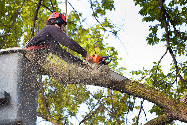 How Our Tree Care Process Works  in  Highland Park, TX